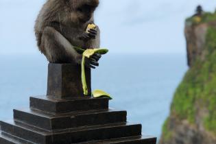 Monkey on statue on top of cliff eats a banana. 