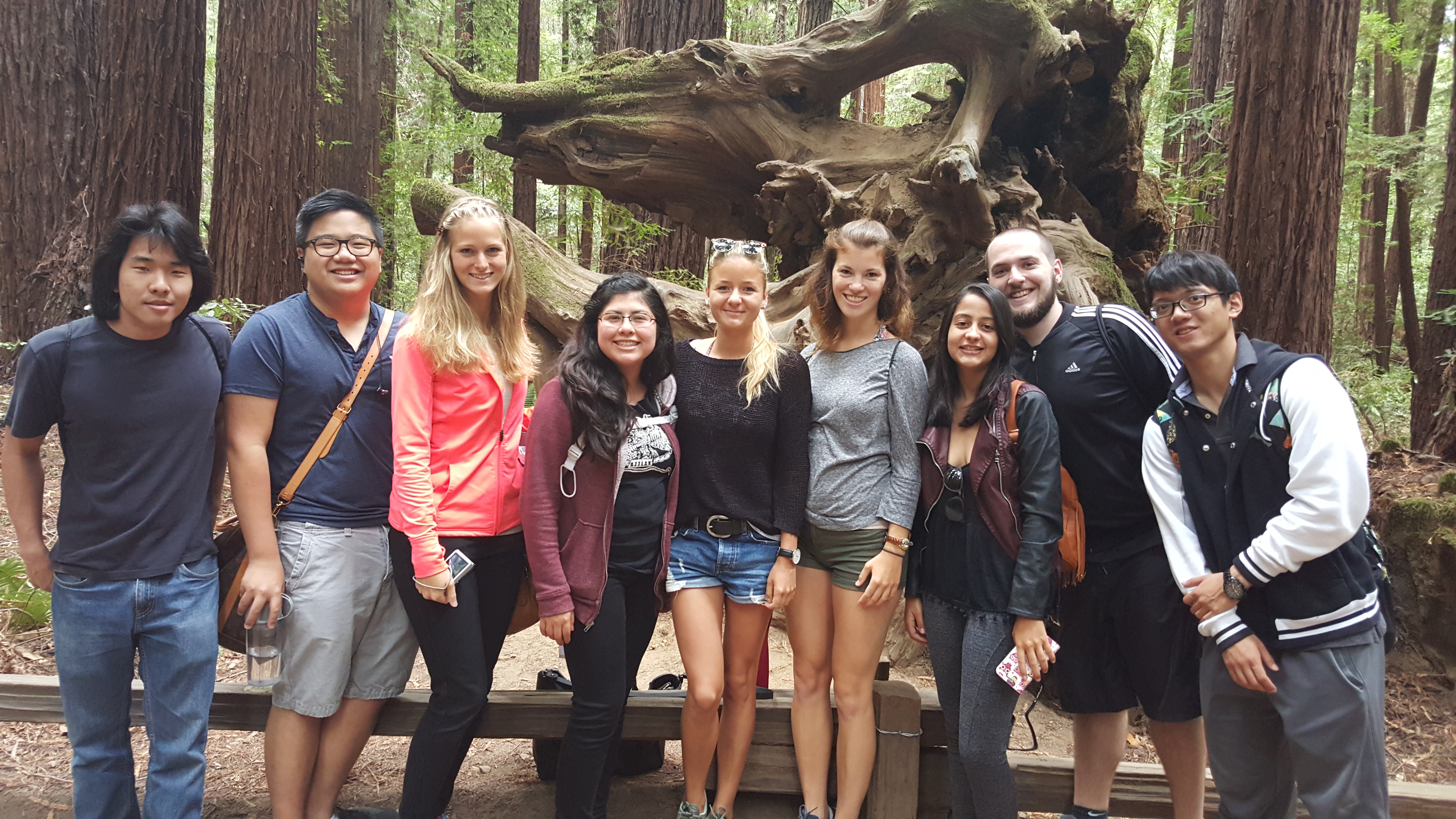A group of students stand in front of enormous log in the redwoods.