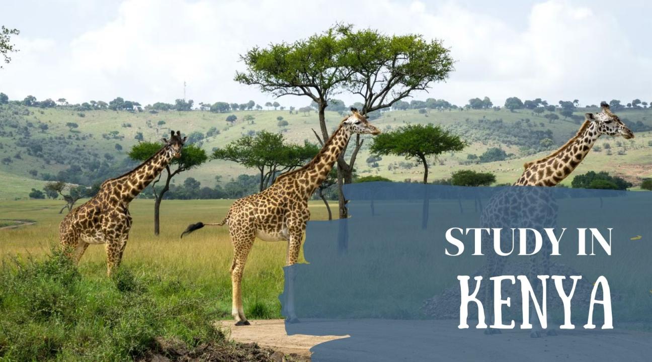 Image of giraffes and text that says study in Kenya
