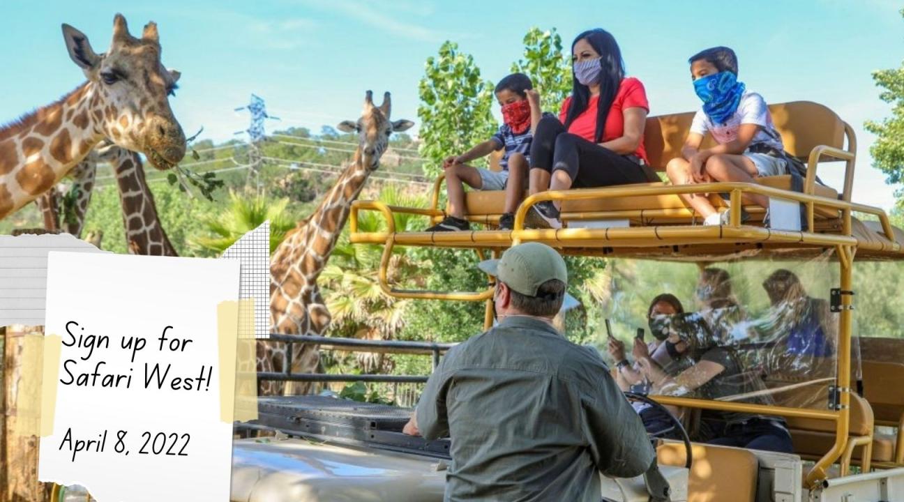 Image of safari group with giraffe