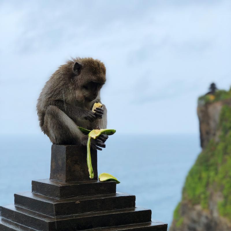 Monkey on statue on top of cliff eats a banana. 
