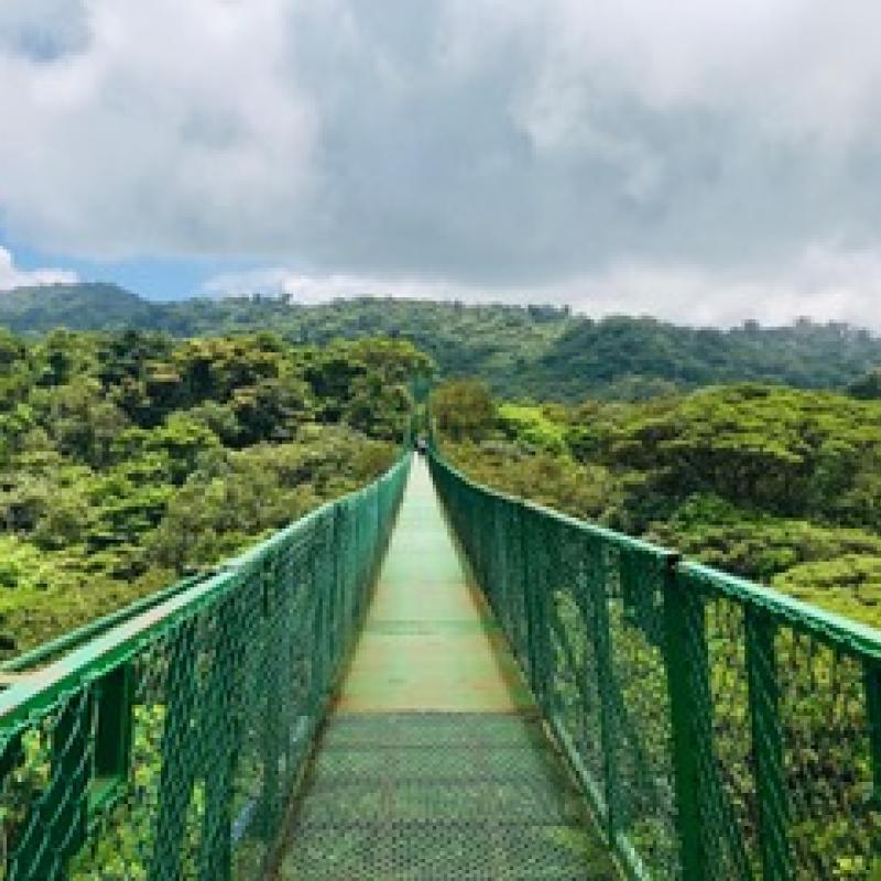 Green bridge over vast expanse of trees.