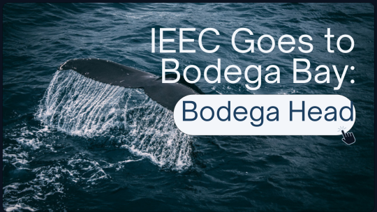 IEEC Goes to Bodega