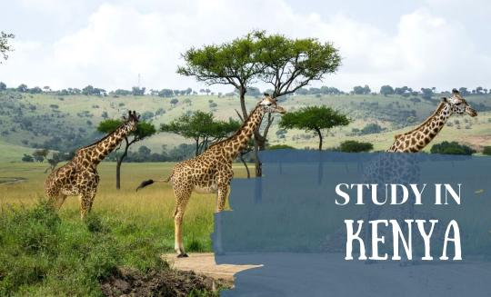 Image of giraffes and text that says study in Kenya