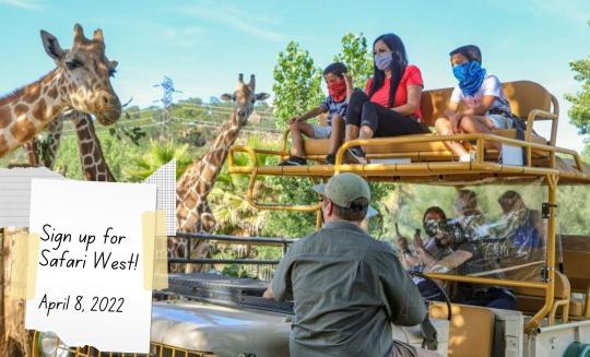 Image of safari group with giraffe